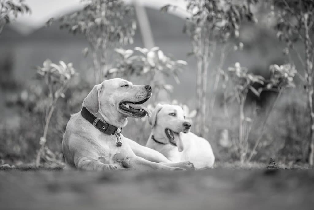 Animaux et divagation